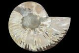Agatized Ammonite Fossil (Half) - Madagascar #123276-1